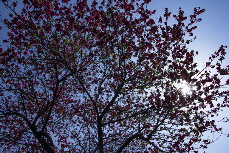 Cherry-3.jpg