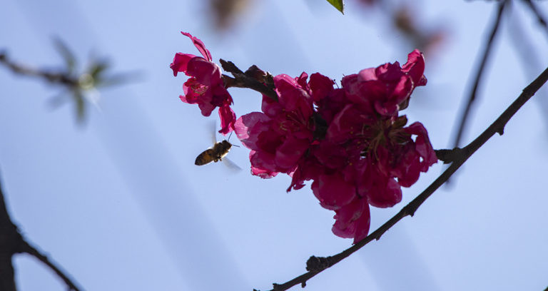 Cherry-9.jpg